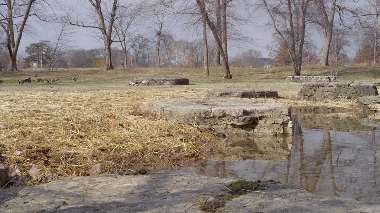 공원 에 있는 연못 근처 에 있는 거위 들 의 무리