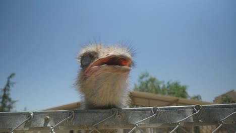 Avestruz-Siendo-Curiosa-Y-Acercándose-A-La-Cámara-En-El-Zoológico-En-Cámara-Lenta