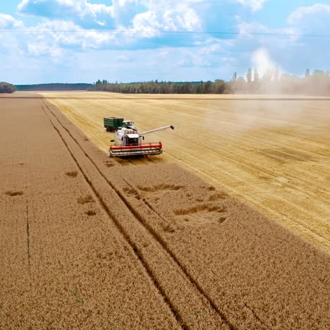 harvester machine working in field. aerial view of wheat harvesting on field in summer season