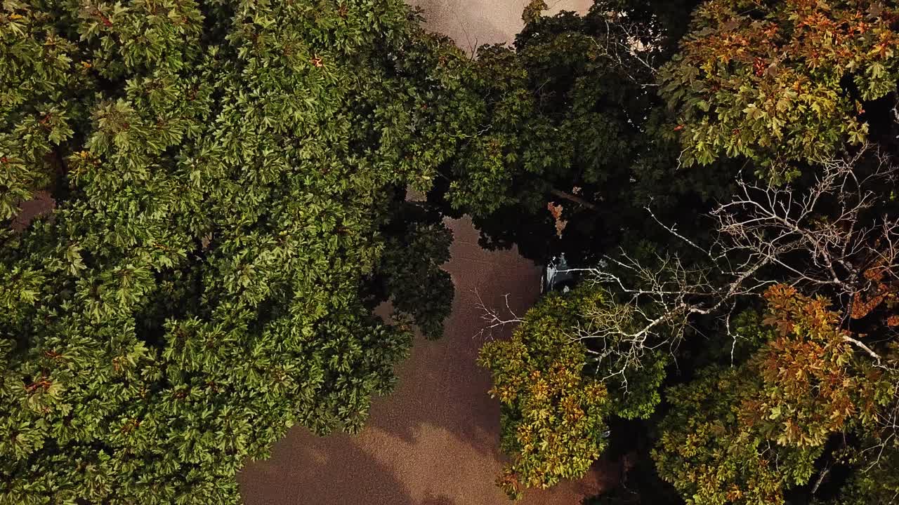 아래의 도로를 드러내는 가까운 나무 꼭대기를 통해 내려가는 느린 부드러운 카메라