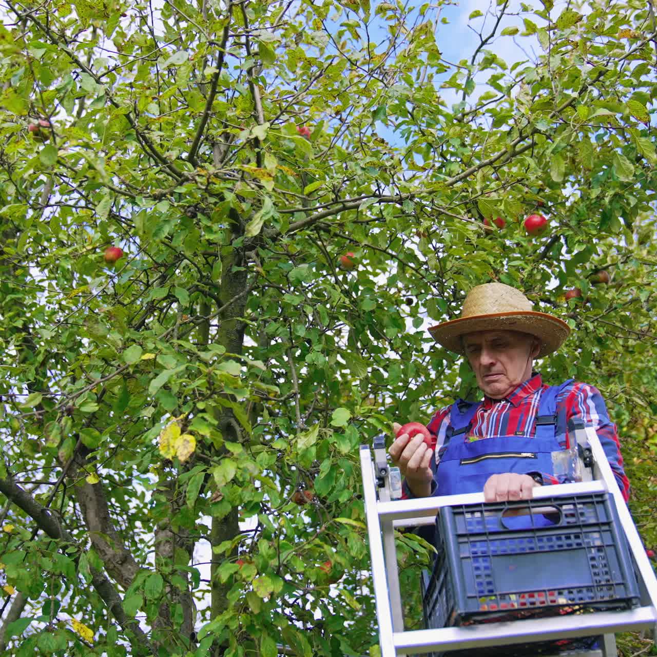 Gardener on a ladder gathering apples from the tree. Man farmer harvesting ripe fruit in his garden. Picking apples in the orchard