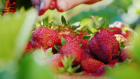 a farmer harvesting strawberries puts the berries in the basket close-up shot