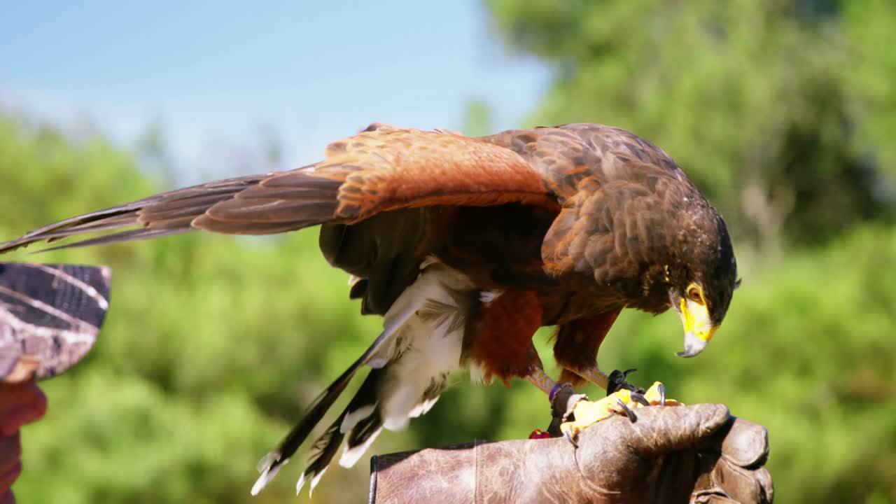 águila halcón posada en la mano del hombre