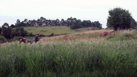 horses grazing in a lush field with farmer nearby