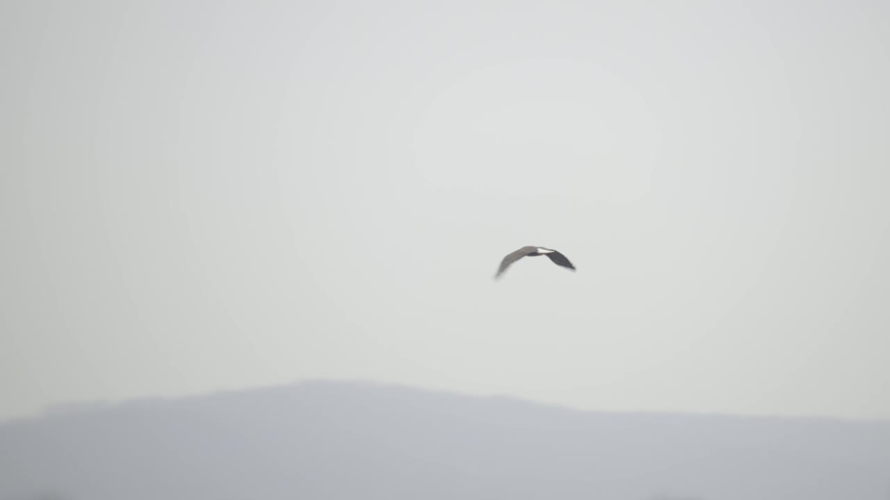 구름이 많은 날 위를 날아다니는 독수리