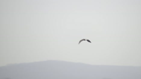 Eagle-flying-overhead-on-cloudy-day