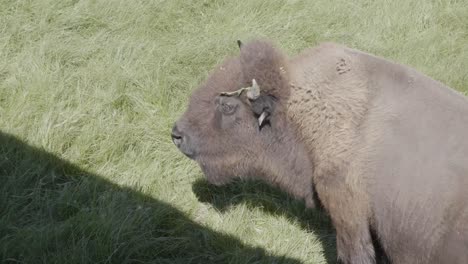 bison close up view eye