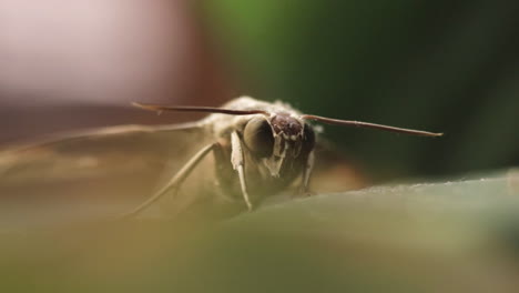 Macro-orbiting-view-of-Pale-Brown-Hawk-Moth-sitting-on-plant-leaf