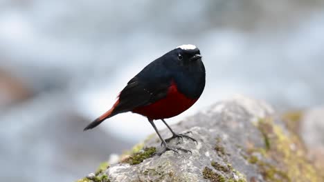 The-White-capped-Redstart-is-known-for-its-white-lovely-crown,-dark-blue-blackish-wings-and-brown-under-feathers-and-its-tail-starts-with-red