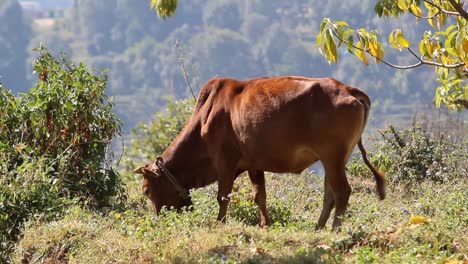 a free-roam domestic cow grazing peacefully in india