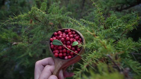 a person holding a cup of lingonberries in a pine tree forest in finland