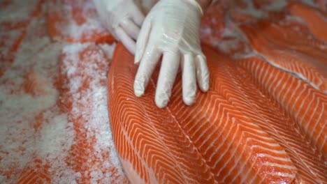 person with rubber gloves gently laying down fresh raw salmon fillet in salt - salted smoked salmon preparation