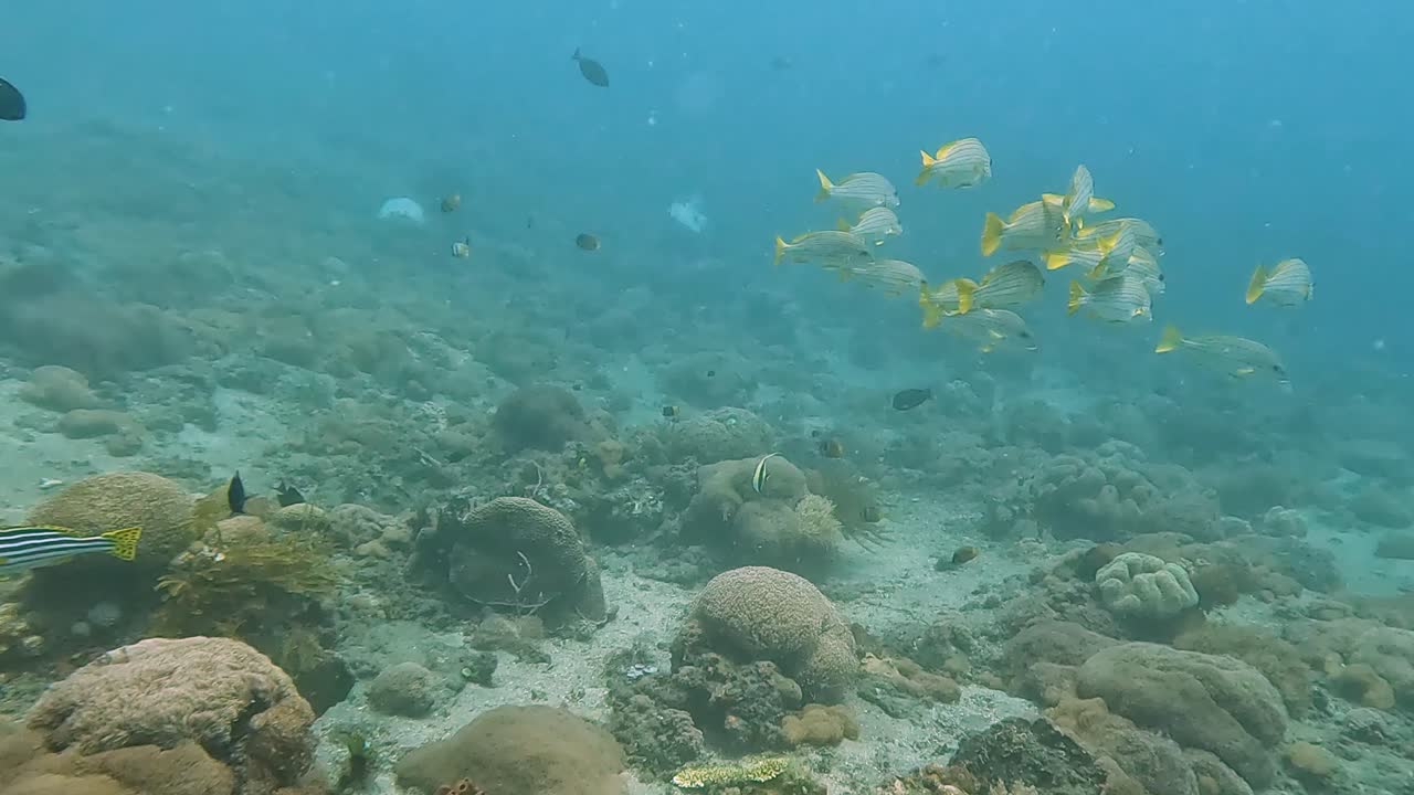un cardumen de grandes peces tropicales amarillos y grises nadando sobre un arrecife de coral saludable en aguas cristalinas del océano de timor leste, sudeste de asia