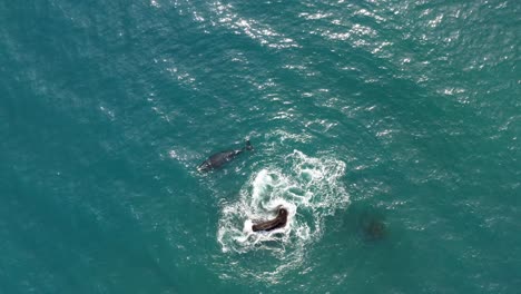 ballena franca austral nadando