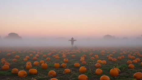 captivating morning mist over a pumpkin field with scarecrow: a serene autumn landscape bathed in soft orange and fog