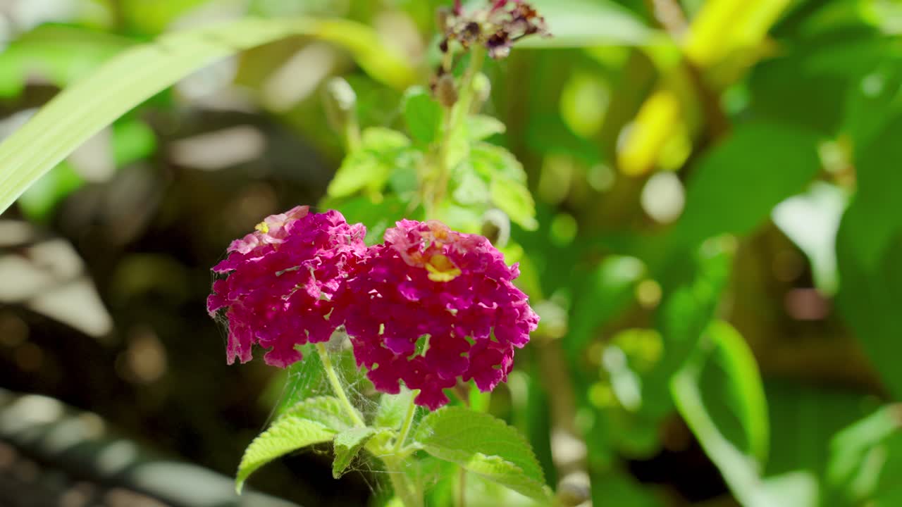Close up image of small flowers in Late Summer Bloom.