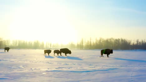 aerial flyover to paused buffalos and their offspring endangered young in a winter snow covered path as they wait for their other adult bisons to join their herd to the otherside of the forest plain