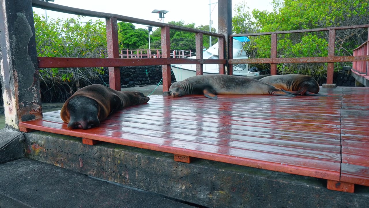 Galapagos søløver sover på træmole ved havnen. Havpattedyr hviler på våd træplatform ved Isabela Islands havn på Galapagos