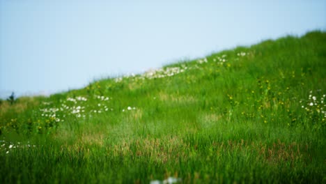 field of green fresh grass under blue sky