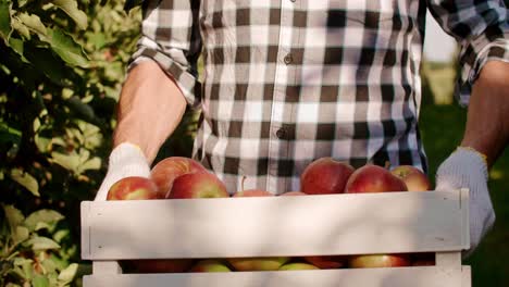 vista frontal del hombre que lleva una caja llena de manzanas ecológicas