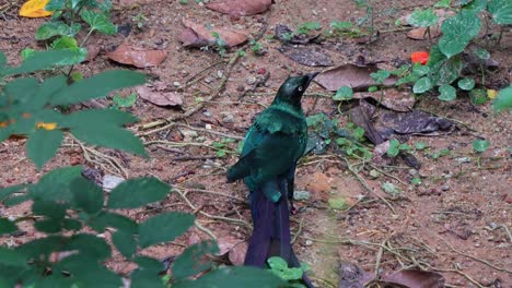 Estornino-Brillante-De-Cola-Larga,-Lamprotornis-Caudatus-Con-Llamativo-Plumaje-Iridiscente,-De-Pie-En-El-Suelo-Del-Bosque,-Paseando,-Buscando-Y-Buscando-Presas,-Primer-Plano