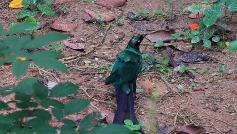 estornino brillante de cola larga, lamprotornis caudatus con un llamativo plumaje iridescente, de pie en el suelo del bosque, vagando por ahí, buscando y alimentándose de presas, tiro de cerca
