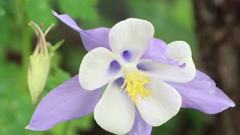 the rocky mountain columbine