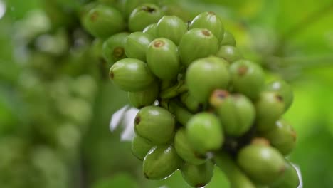 robusta coffee beans growing on a plant at a farm in rural vietnam