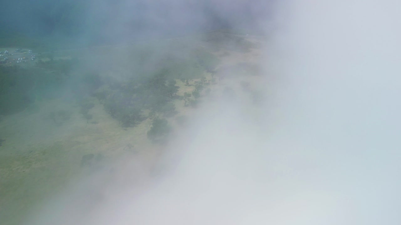 파넬 숲의 키 큰 나무를 뒤덮고 있는 두꺼운 안개층이 흐릿하게 보입니다.