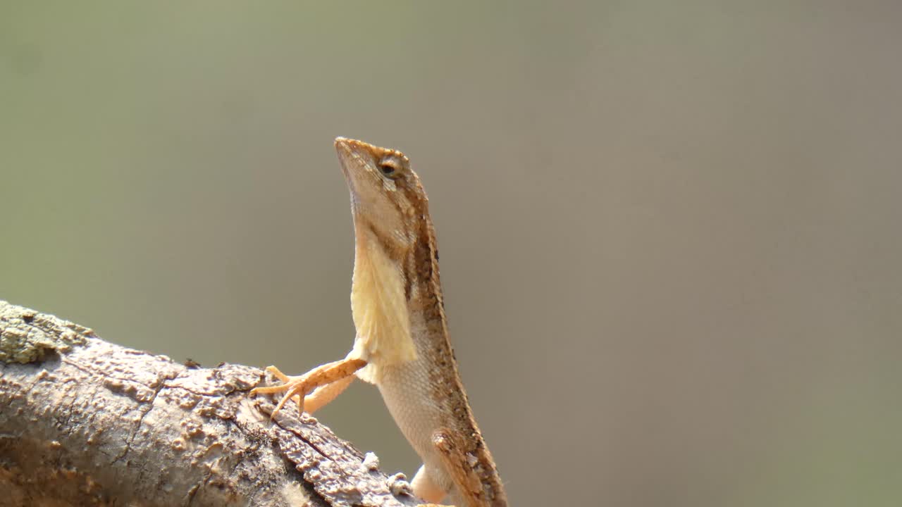 부채꼴 도마뱀 uhd mp4 4k