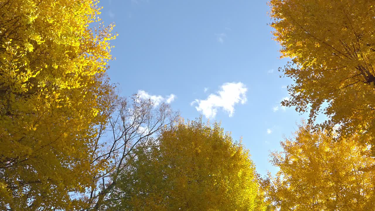 A vibrant golden ginkgo tree canopy against a clear blue sky, capturing the brilliance of autumn foliage.
