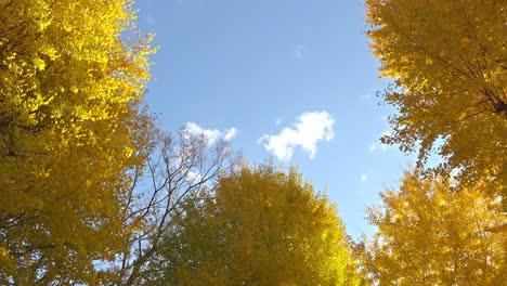 a vibrant golden ginkgo tree canopy against a clear blue sky, capturing the brilliance of autumn foliage.