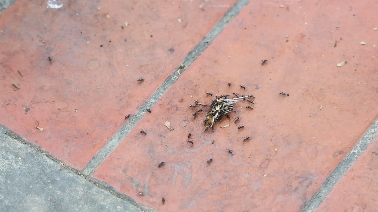 hormigas que mueven colectivamente un objeto a través de los azulejos