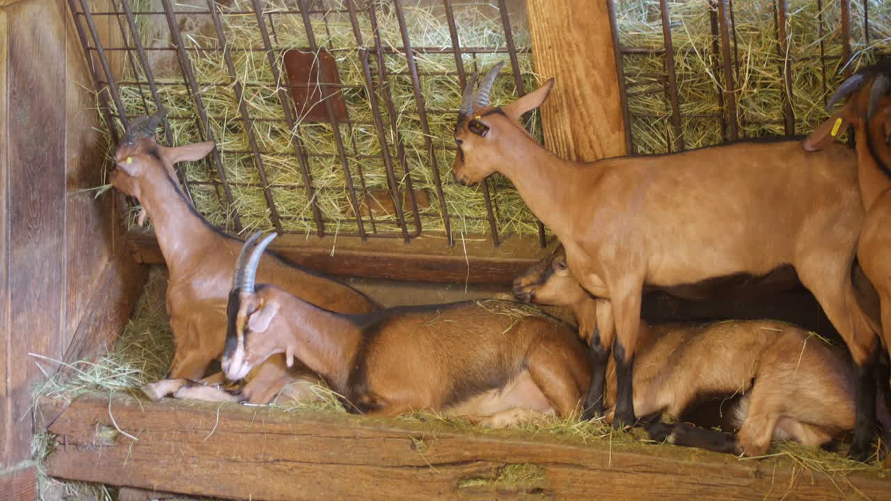 Diverse capre si riposano e si ergono sulla paglia all'interno di una stalla rustica in legno. La scena mostra il comportamento naturale degli animali in un ambiente agricolo.