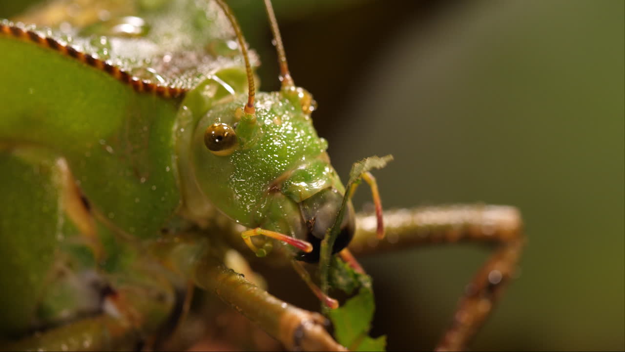 Close-up of a Giant Hooded Katydid (Siliquofera grandis) feeding on leaves. Stunning macro footage showcasing its unique behavior and intricate details.