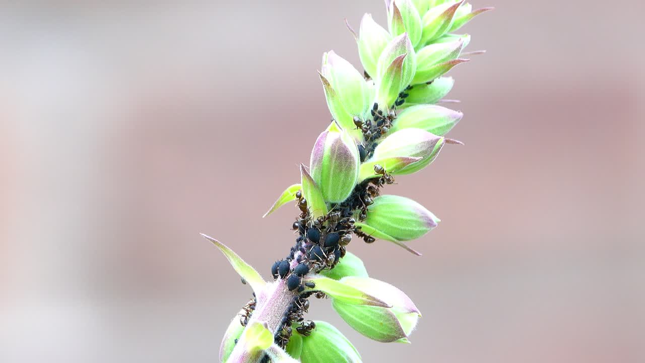 movimiento en un pico de flor de dedo de zorro causado por pulgones y hormigas asociadas