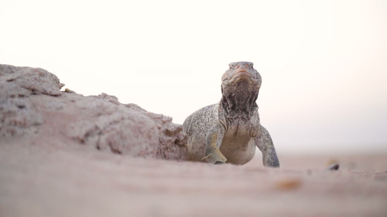 Rack focus on a spiny tailed lizard in the desert of Kuwait