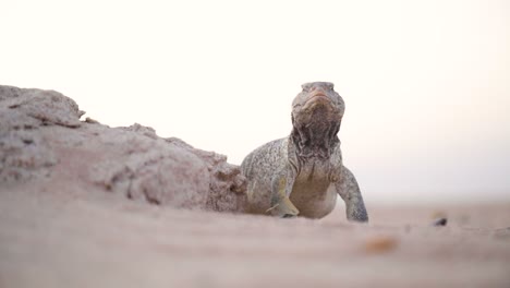 rack se centra en un lagarto de cola espinosa en el desierto de kuwait