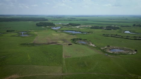 Slow-Motion-Drone-Landscape-Fly-By-Herd-of-Canadian-Cows-Bovine-Bull-Cattle-Livestock-and-Farmer-Caring-for-Animals-Feeding-in-Tame-Pasture-on-Grass-by-a-Lake-in-Manitoba