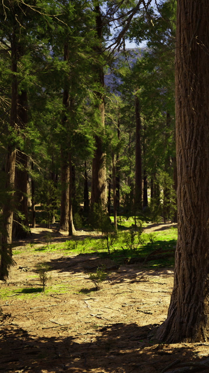 Tall trees and green ground under sunlight in a forest setting