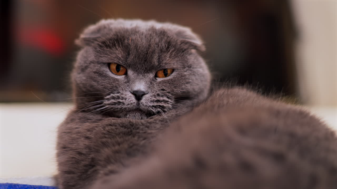 Close up of a gray Scottish fold cat with orange eyes laying on the bed with a blurred background