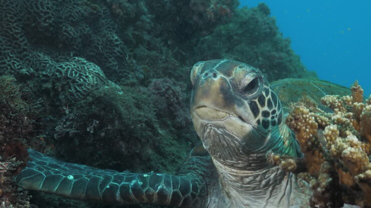 A highly detailed close-up view of a sleepy Green Sea Turtle lifting its head and wrinkled neck up from its resting spot on a coral reef