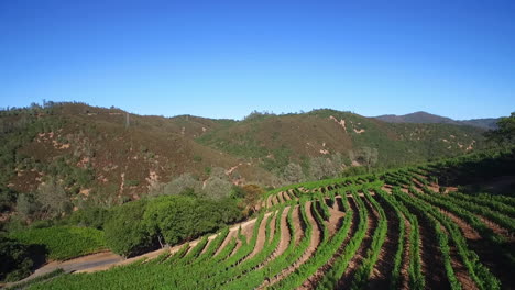 una antena a lo largo de una ladera sobre hileras de viñedos en el condado de sonoma del norte de california