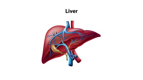 animation transitions from a full-body anatomical diagram to a close-up of the human liver, using zoom and spotlight effects on a green background