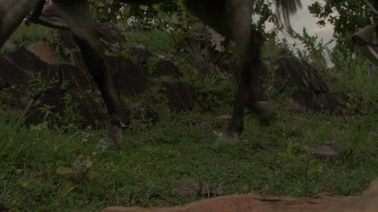 caballos caminando por la montaña rocosa