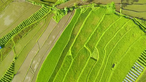 Tiro-En-La-Cabeza-Del-Campo-De-Arroz-Verde-En-Magelang,-Indonesia