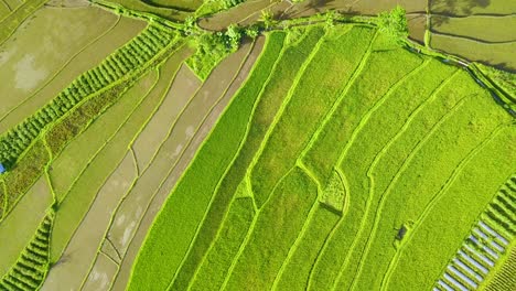 tiro en la cabeza del campo de arroz verde en magelang, indonesia