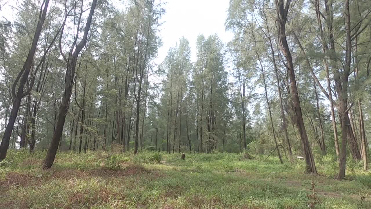 Verdeggiante pineta in una ripresa panoramica verticale ascendente