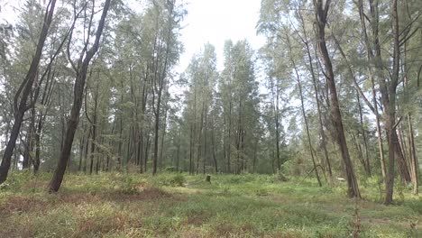 greenery pine forest in panning up shot