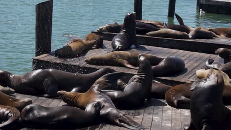 Cámara-Lenta-De-Bandada-De-Leones-Marinos-Sobre-Flotadores-De-Madera-En-El-Puerto-De-San-Francisco